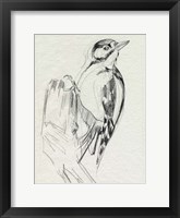 Woodpecker Sketch II Framed Print