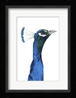 Peacock Portrait I Framed Print