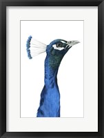 Peacock Portrait I Framed Print