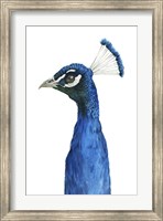Peacock Portrait II Fine Art Print