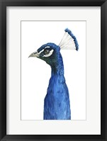 Peacock Portrait II Fine Art Print