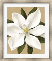 Magnolia on Gold II Fine Art Print