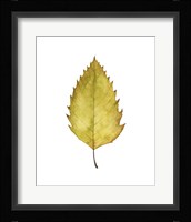 Fall Leaf Study I Framed Print