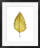 Fall Leaf Study I Framed Print