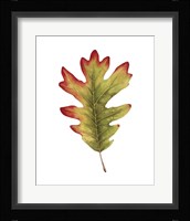 Fall Leaf Study II Framed Print