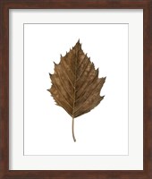 Fall Leaf Study III Fine Art Print