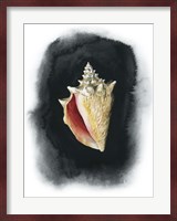 Conch on Black I Fine Art Print
