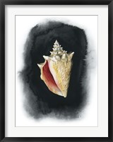 Conch on Black I Fine Art Print