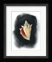 Conch on Black I Framed Print