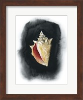 Conch on Black I Fine Art Print