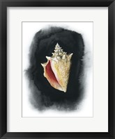 Conch on Black I Framed Print
