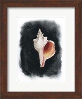 Conch on Black II Fine Art Print