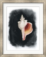 Conch on Black II Fine Art Print
