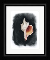 Conch on Black II Framed Print