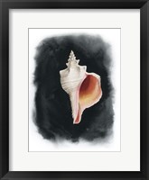 Conch on Black II Framed Print