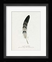 Found Feather I Framed Print