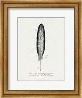 Found Feather II Fine Art Print
