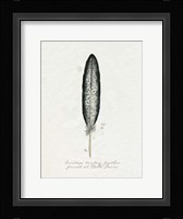 Found Feather II Framed Print