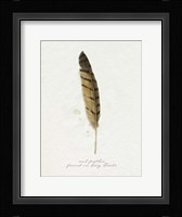 Found Feather III Framed Print