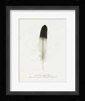 Found Feather IV Framed Print