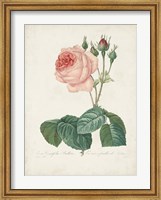 Vintage Redoute Roses I Fine Art Print