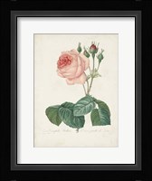 Vintage Redoute Roses I Framed Print