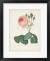 Vintage Redoute Roses I Framed Print