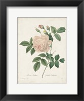 Vintage Redoute Roses II Fine Art Print