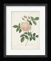 Vintage Redoute Roses II Framed Print