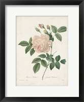 Vintage Redoute Roses II Framed Print