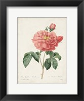Vintage Redoute Roses III Fine Art Print
