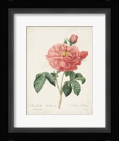 Vintage Redoute Roses III Framed Print