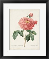 Vintage Redoute Roses III Framed Print