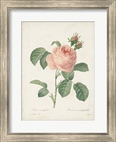 Vintage Redoute Roses IV Fine Art Print