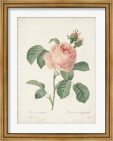 Vintage Redoute Roses IV Fine Art Print