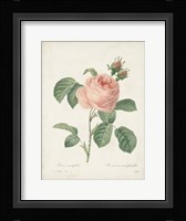 Vintage Redoute Roses IV Framed Print