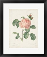 Vintage Redoute Roses IV Framed Print