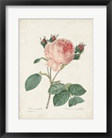 Vintage Redoute Roses V Fine Art Print