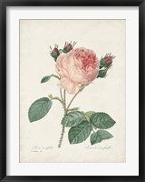 Vintage Redoute Roses V Fine Art Print