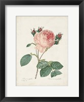 Vintage Redoute Roses V Framed Print