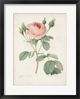 Vintage Redoute Roses VI Fine Art Print