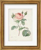 Vintage Redoute Roses VI Fine Art Print