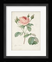 Vintage Redoute Roses VI Framed Print