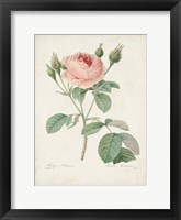 Vintage Redoute Roses VI Framed Print