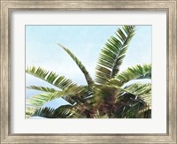 Pleasant Palms I Fine Art Print