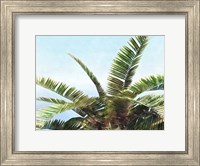 Pleasant Palms I Fine Art Print