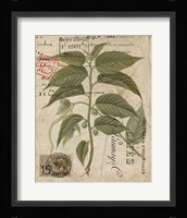 Vintage Nature's Greenery II Framed Print