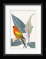 Tropical Bird & Flower IV Fine Art Print