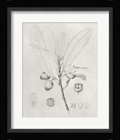 Vintage Leaves I Framed Print