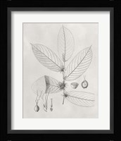 Vintage Leaves II Fine Art Print